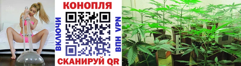 кракен сайт  Медвежьегорск  darknet состав  Бошки марихуана Ganja 